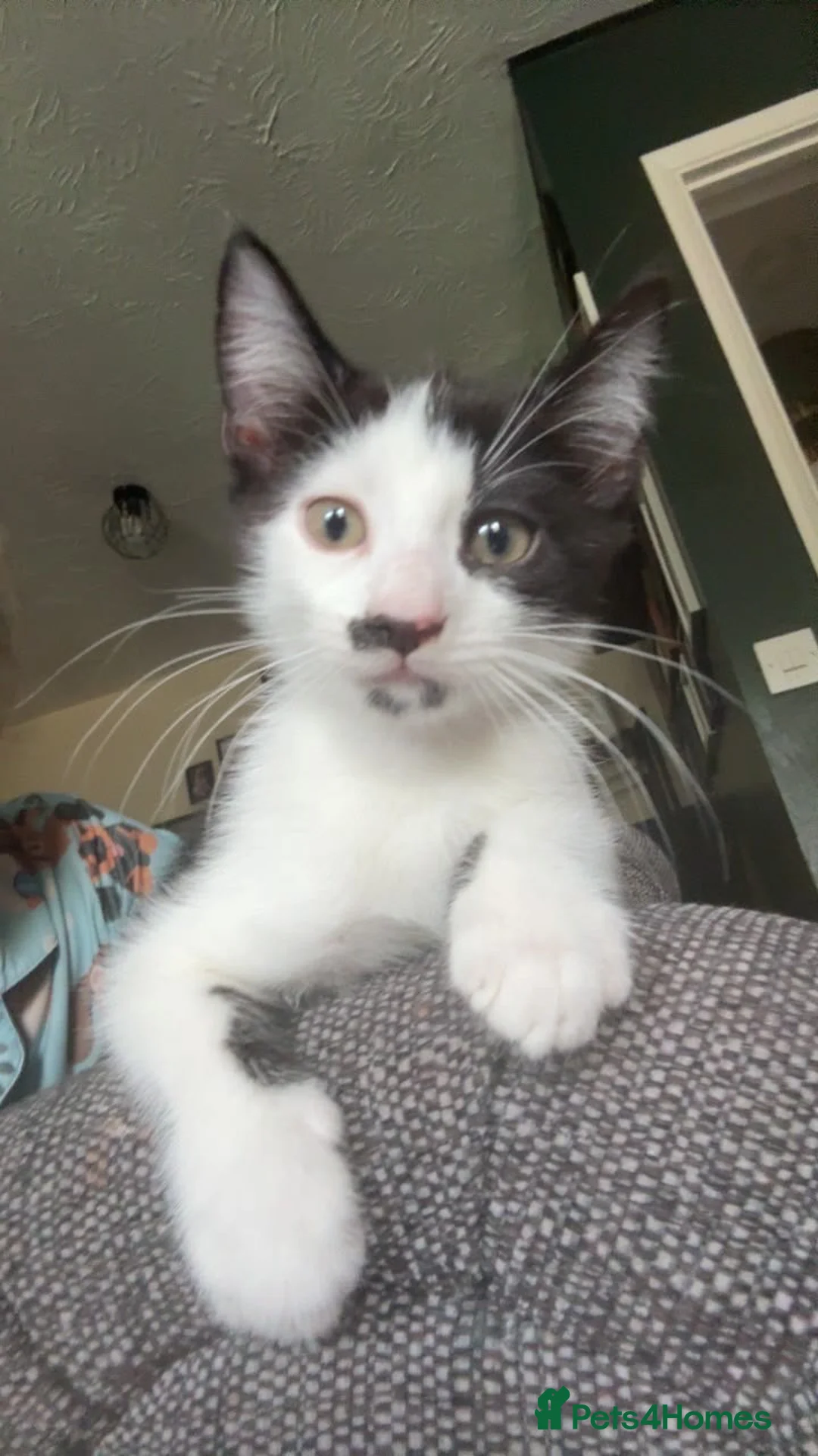 Mixed Breed cats for sale: Last boy available  - Advert 1