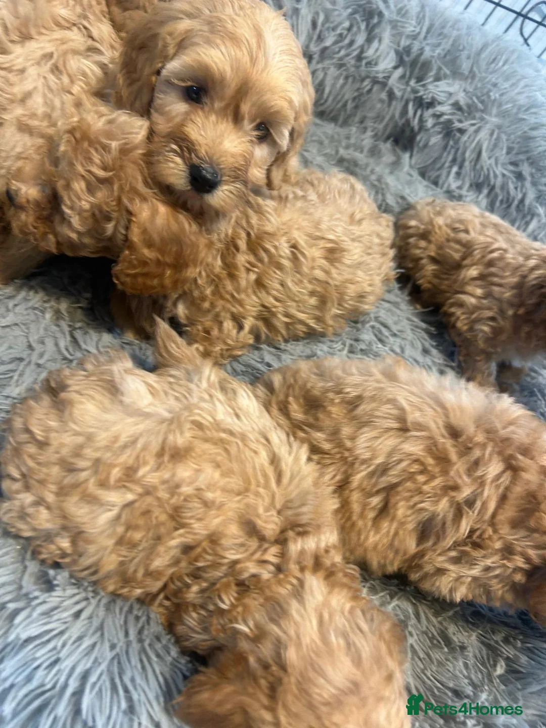 Cockapoo dogs for sale: Beautiful babies available  - Advert 22
