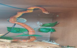 Corn Snake reptiles for sale: Free Corn Snake - Image 3