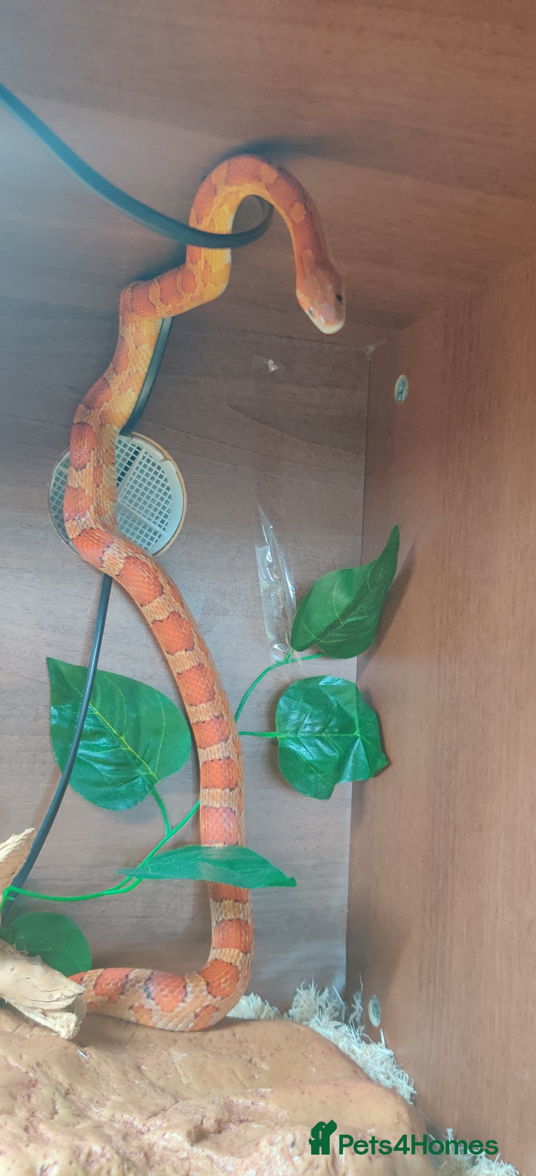 Corn Snake reptiles for sale: Free Corn Snake - Image 3