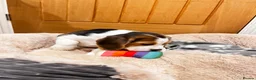 Beagle dogs for sale: KC registered and DNA health tested - Advert 9