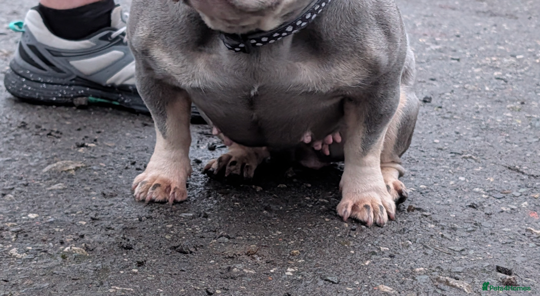 French Bulldog dogs for sale: Adult female  - Advert 3