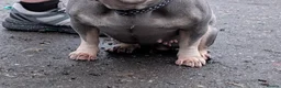 French Bulldog dogs for sale: Adult female  - Advert 3