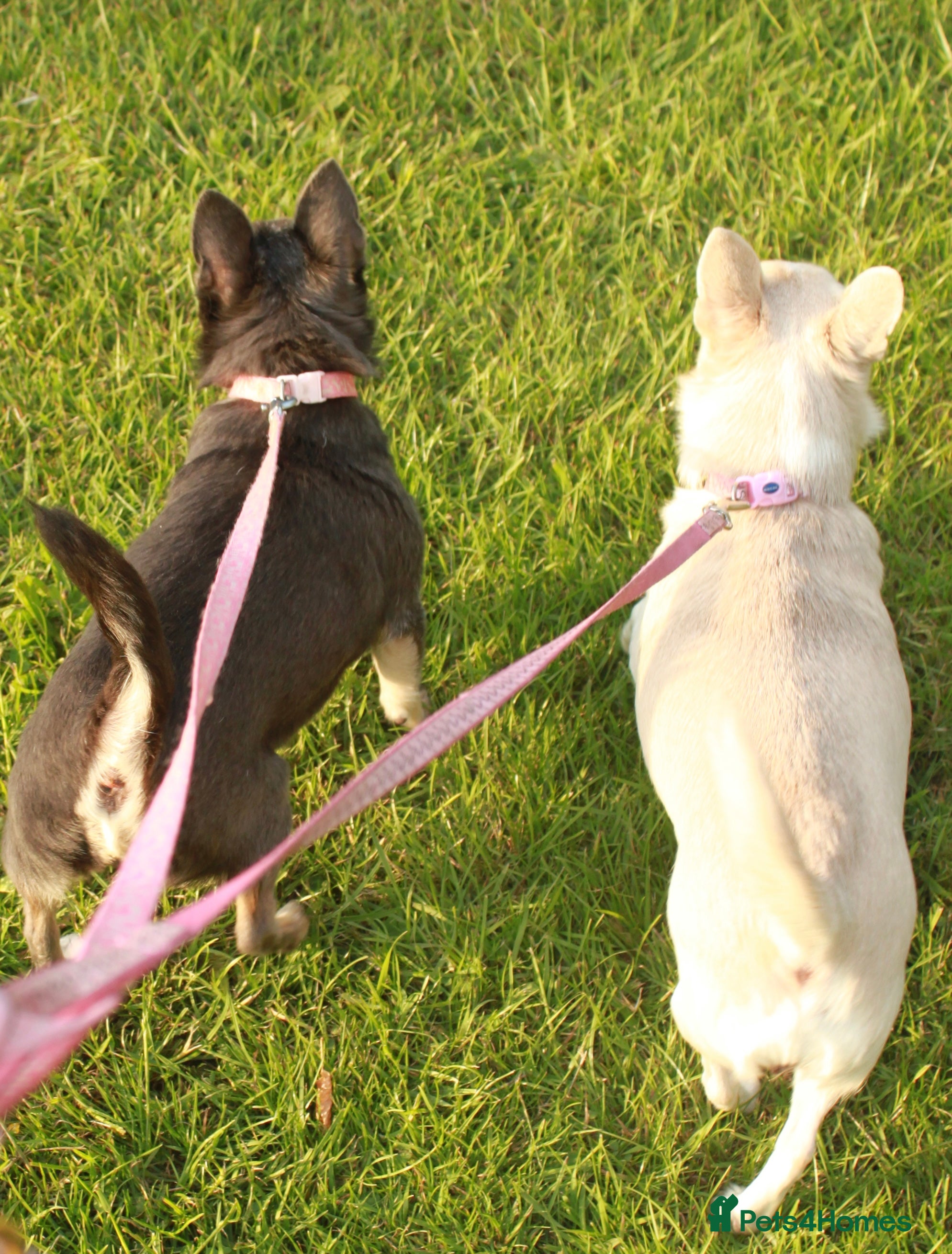 Chihuahua dogs Two Chihuahua Females  - Advert 4