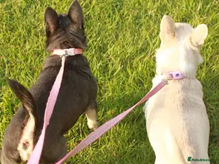 Chihuahua dogs Two Chihuahua Females - Advert 4