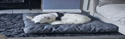 Mixed Breed dogs for adoption: Lika 🩷  - Advert 4