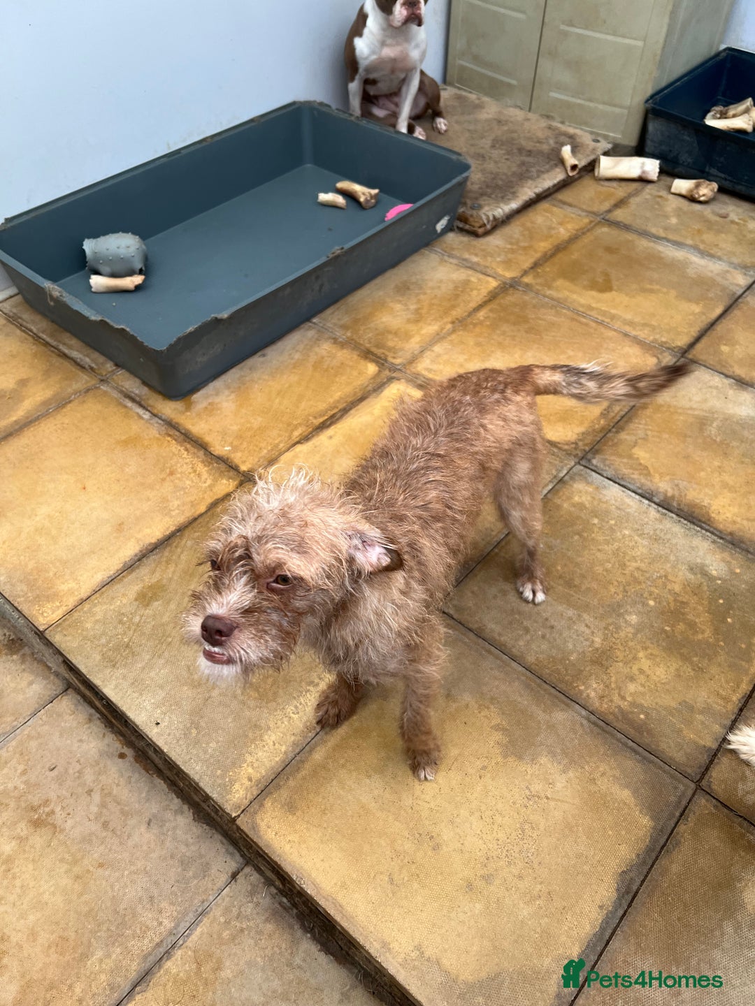Mixed Breed dogs for sale: Beautiful Bosipoo Girl for sale - Image 1