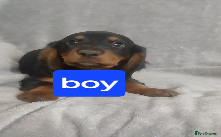 Cocker Spaniel dogs - Advert 6