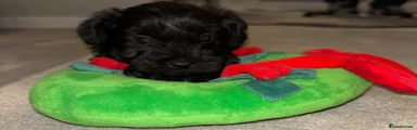Miniature Schnauzer 1