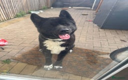Akita dogs for sale: American Akita - Image 2