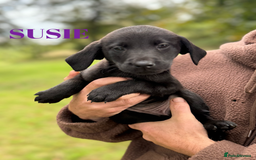 Labrador Retriever dogs for sale: Outstanding DRAKESHEAD working Labrador Puppies  - Image 17