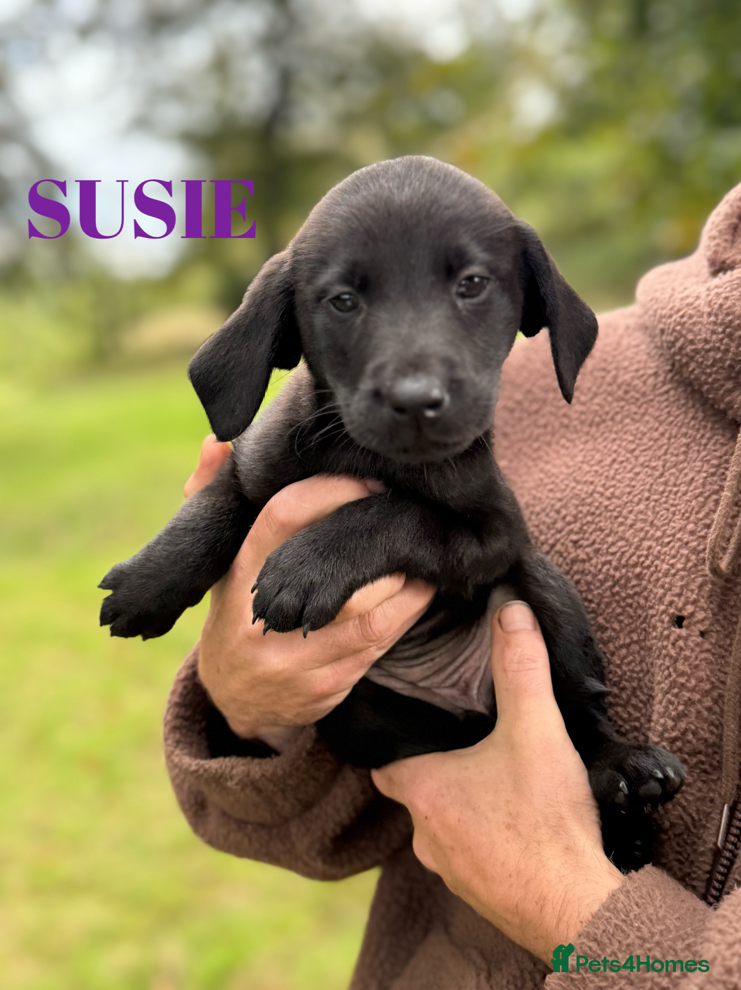 Labrador Retriever dogs for sale: Outstanding DRAKESHEAD working Labrador Puppies  - Image 17