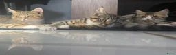 Mixed Breed cats for sale: 3half persian half tabby kittens  in Cardiff - Advert 9