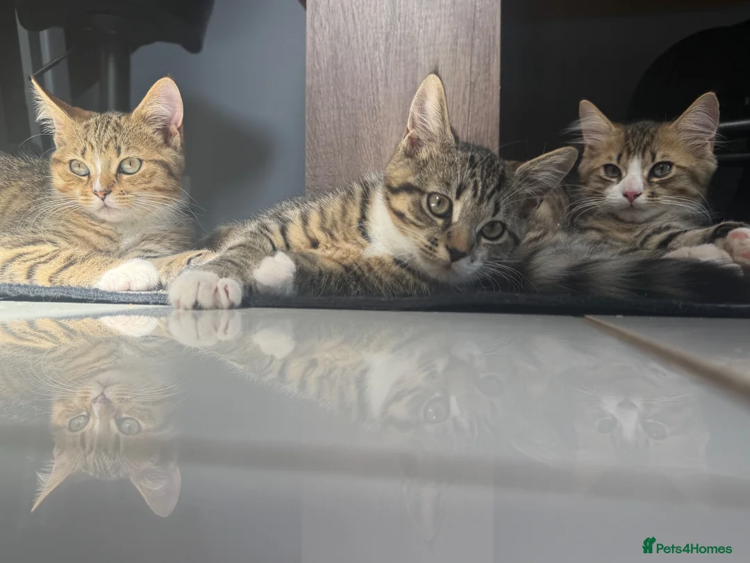 Mixed Breed cats for sale: 3half persian half tabby kittens  in Cardiff - Advert 9