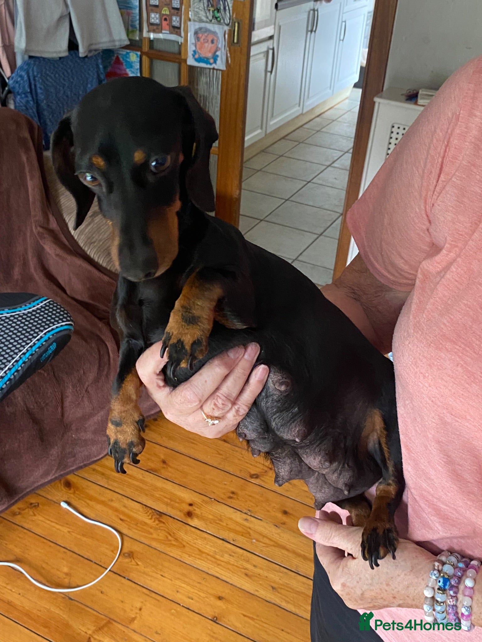 Miniature Dachshund dogs Miniature dachshund 3 boys 5 girls - Advert 1