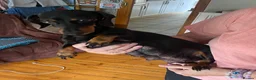 Miniature Dachshund dogs for sale: Miniature dachshund 3 boys 5 girls - Advert 1