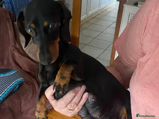 Miniature Dachshund dogs Miniature dachshund 3 boys 5 girls - Advert 4