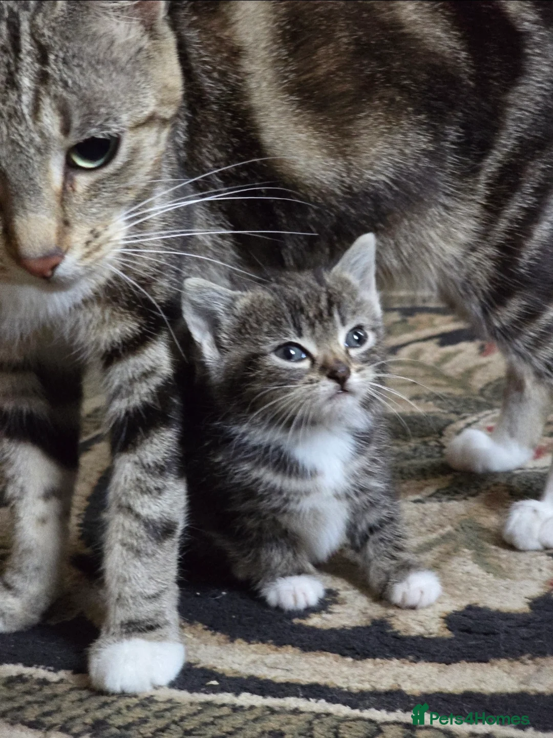 Mixed Breed cats for sale: Beautiful Bengal and Himalayan Kittens for Sale - Advert 18