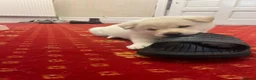Japanese Shiba Inu dogs for sale: Kiba the Shiba  in Salford - Advert 5