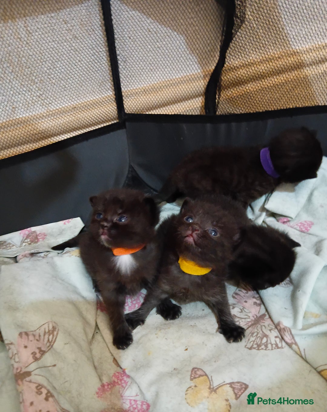 Mixed Breed cats for sale: 4 Beautiful fur babies looking for forever homes  - Image 6