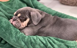 English Bulldog dogs for sale: Ready now  - Image 3