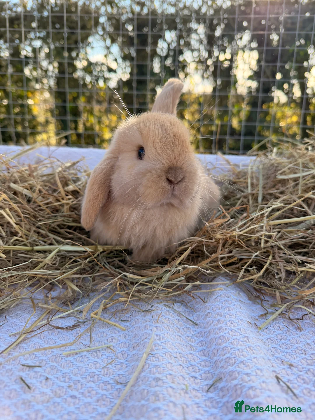 Mini Lop rabbits for sale: Gorgeous mini Lop babies  - Advert 3