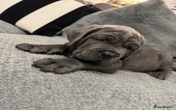 Mastiff dogs for sale: Mastiff puppies (Neapolitan) - Advert 10