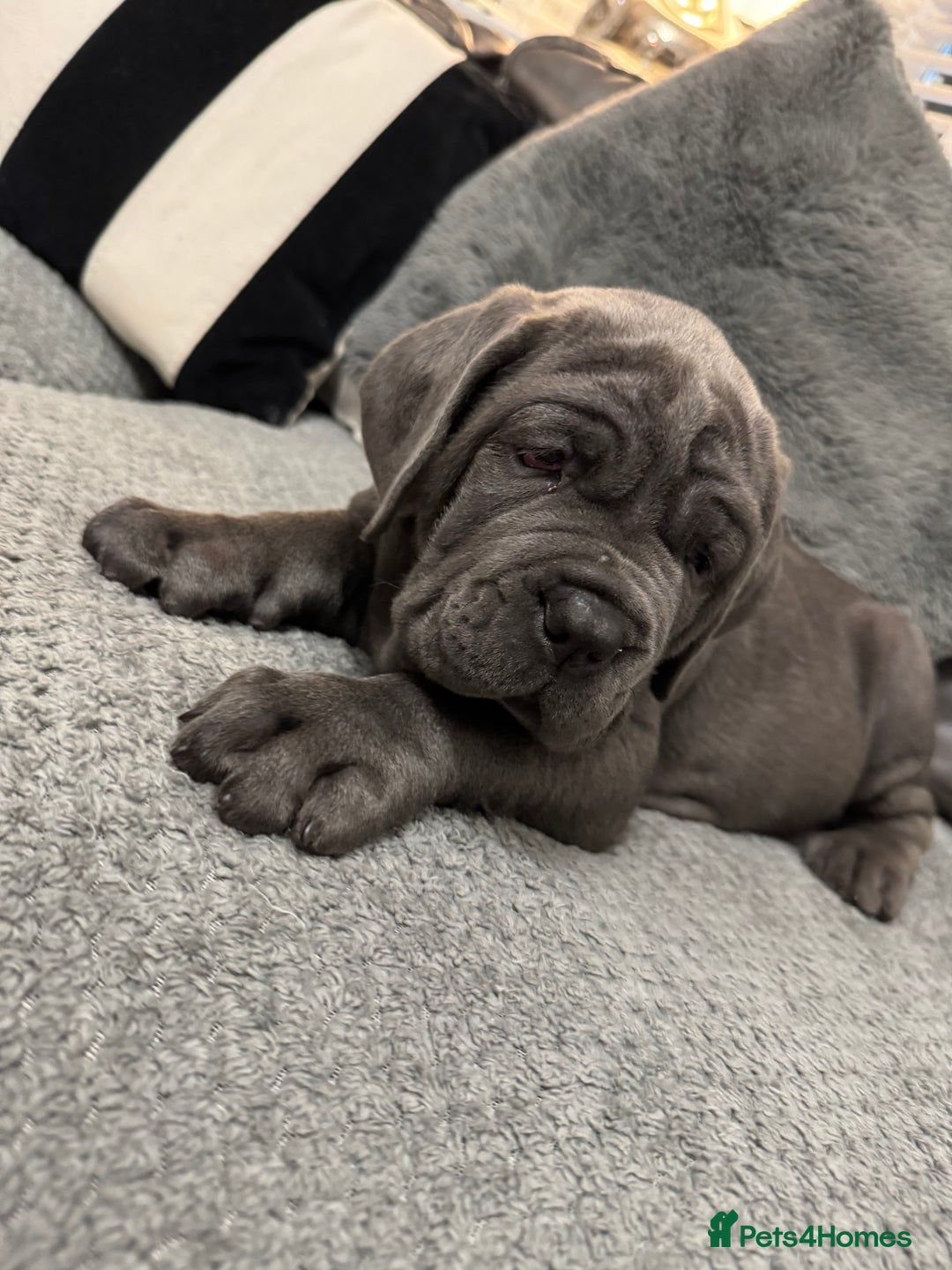 Mastiff dogs for sale: Mastiff puppies (Neapolitan) - Advert 10