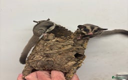 Sugar Glider rodents for sale: Baby sugar gliders  - Image 2