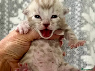 Bengal cats Top Pedigree Bengal Kittens - Advert 15