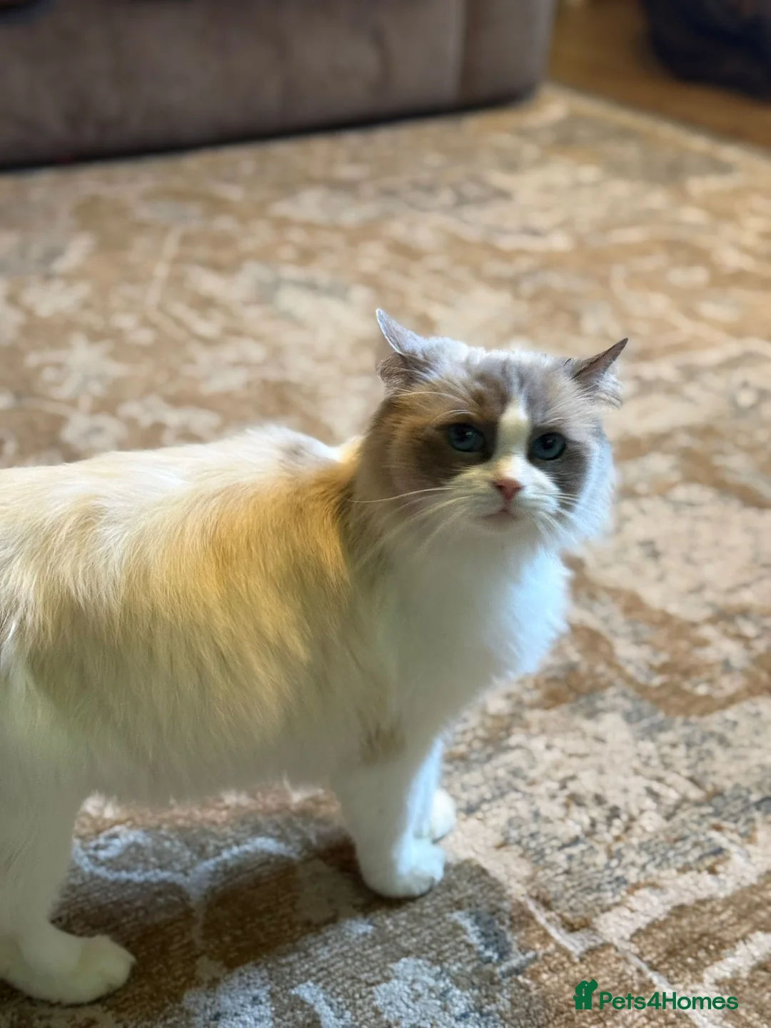 Maine Coon cats for sale: Maine×ragdoll - Advert 1