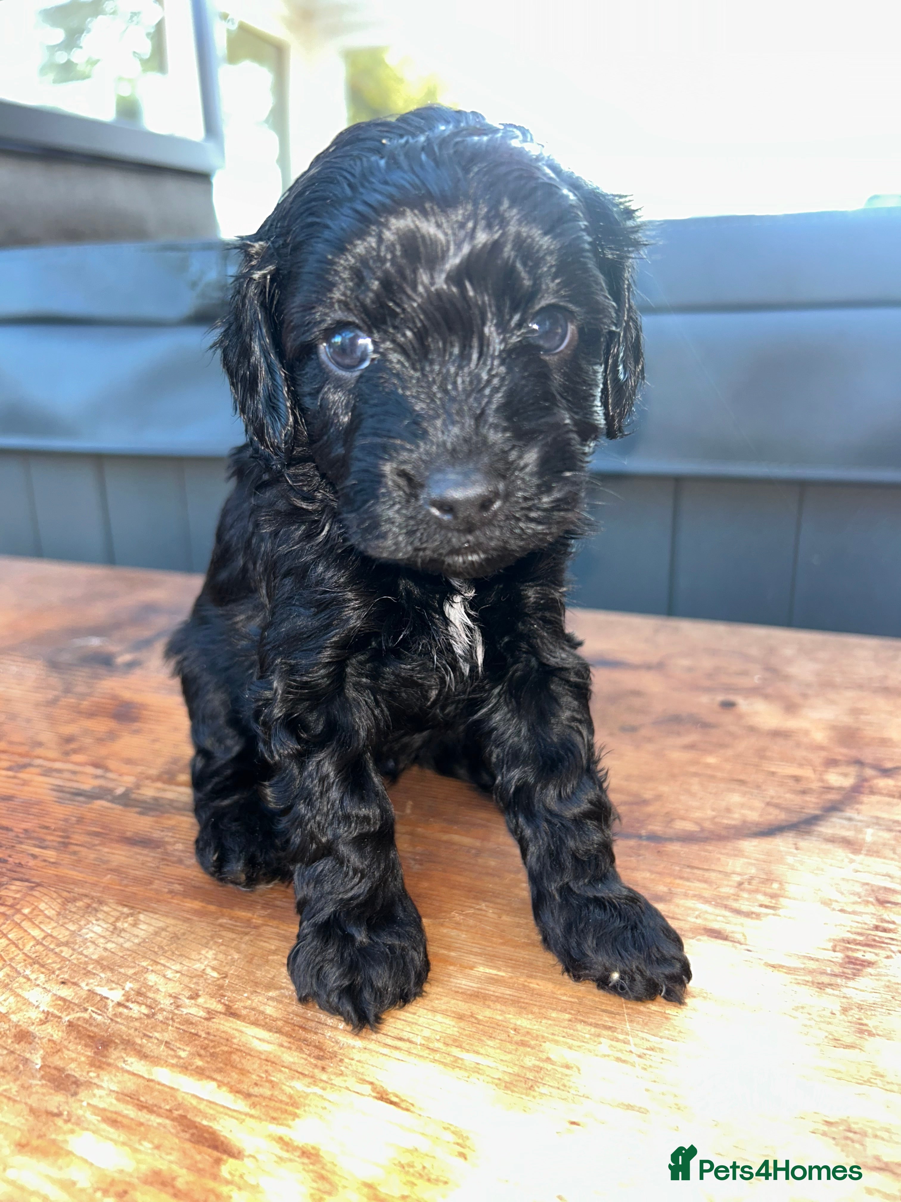 Cavapoo dogs 🐾 OUR BEAUTIFUL F1B CAVAPOO PUPPIES ARE HERE! 🐾 - Advert 2