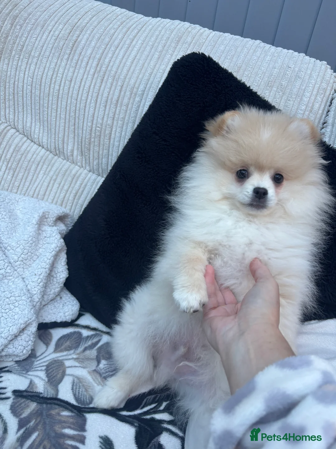 Pomeranian dogs for sale: Pomeranian males looking for there forever home  - Advert 34