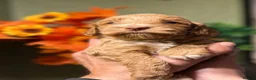 Cockapoo dogs for sale:  Litter of three beautiful Cockapoo puppies  - Advert 4