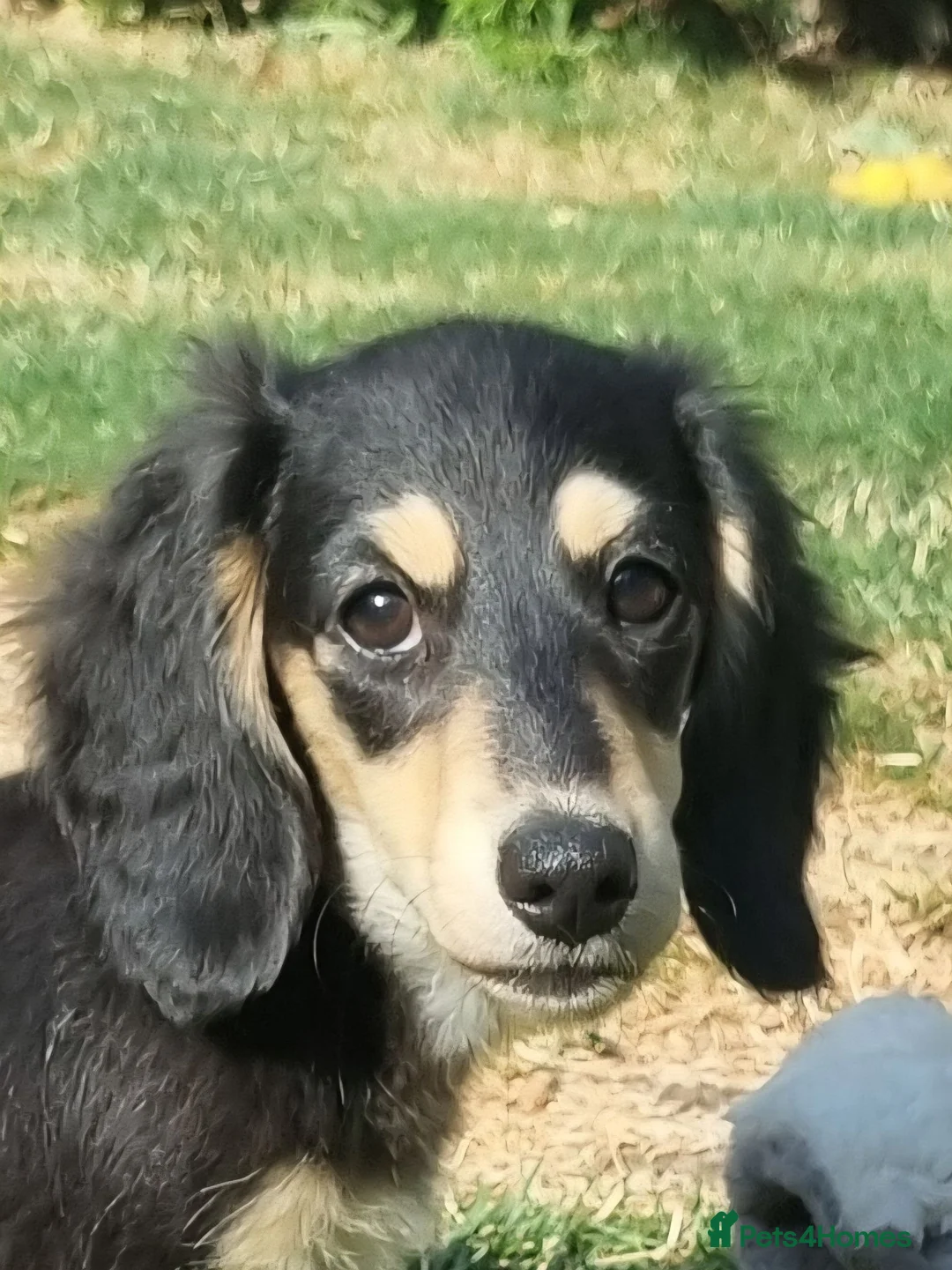 Miniature Dachshund dogs for sale: Last Beautiful KC Reg.MiniatureLH Dachshund Puppy  - Advert 2