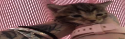 Mixed Breed cats for sale: 4 kittens  - Advert 11