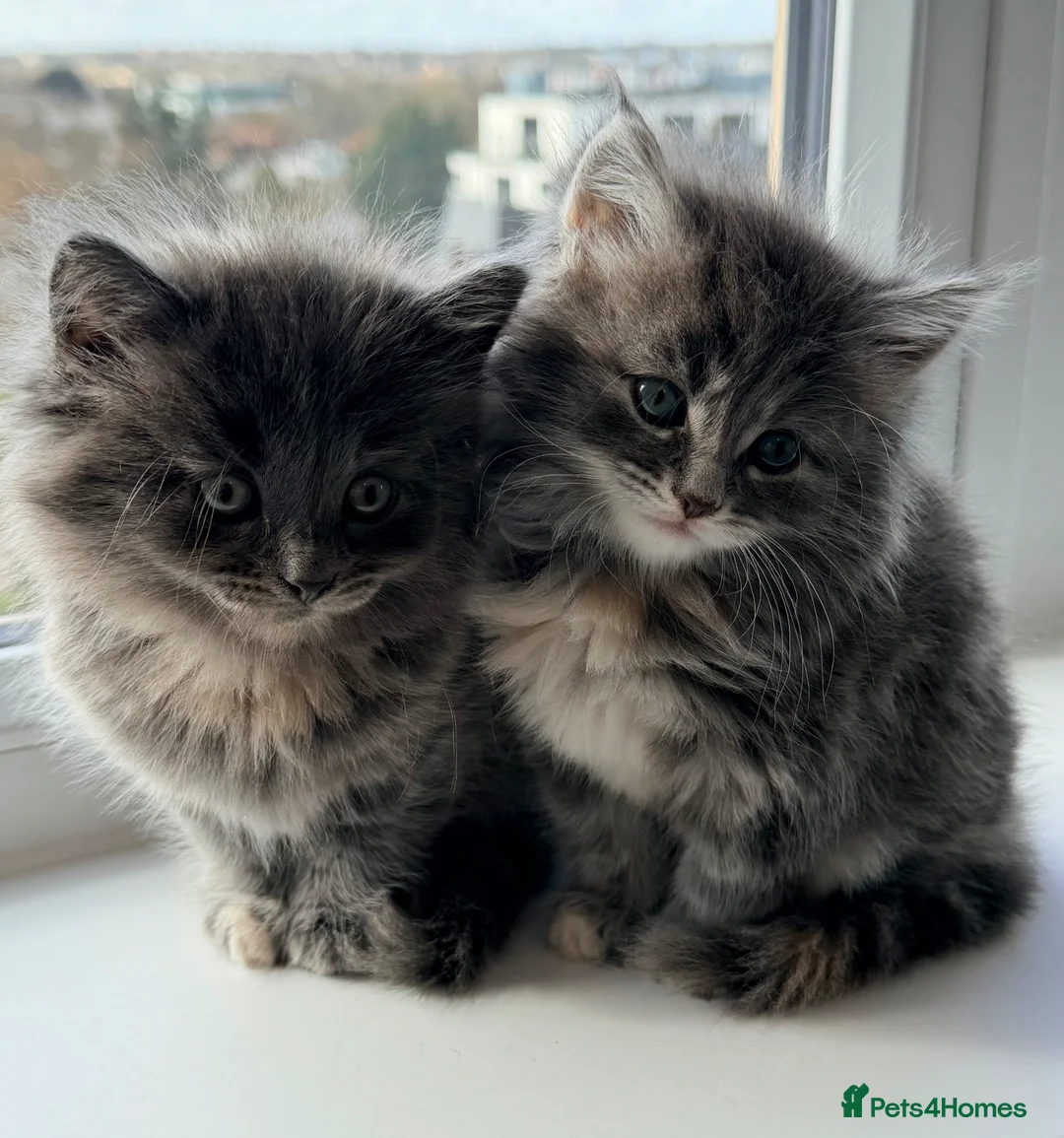 British Longhair cats for sale: Fluffy British Short hair X British Long Hair  - Advert 2