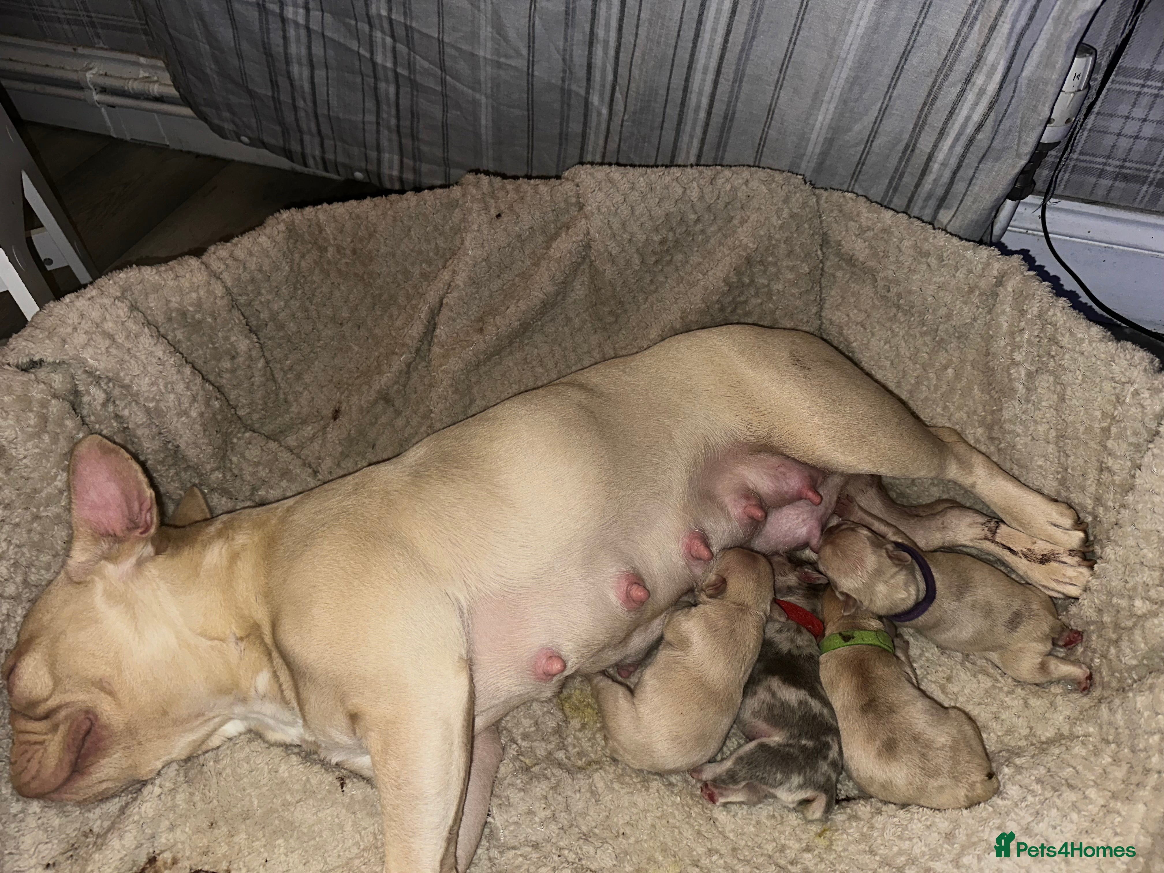 French Bulldog dogs French bulldog puppies - Advert 1