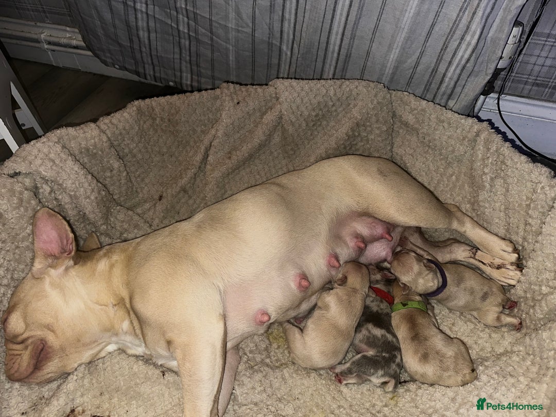 French Bulldog dogs for sale: DWKC French bulldog puppies - Advert 4