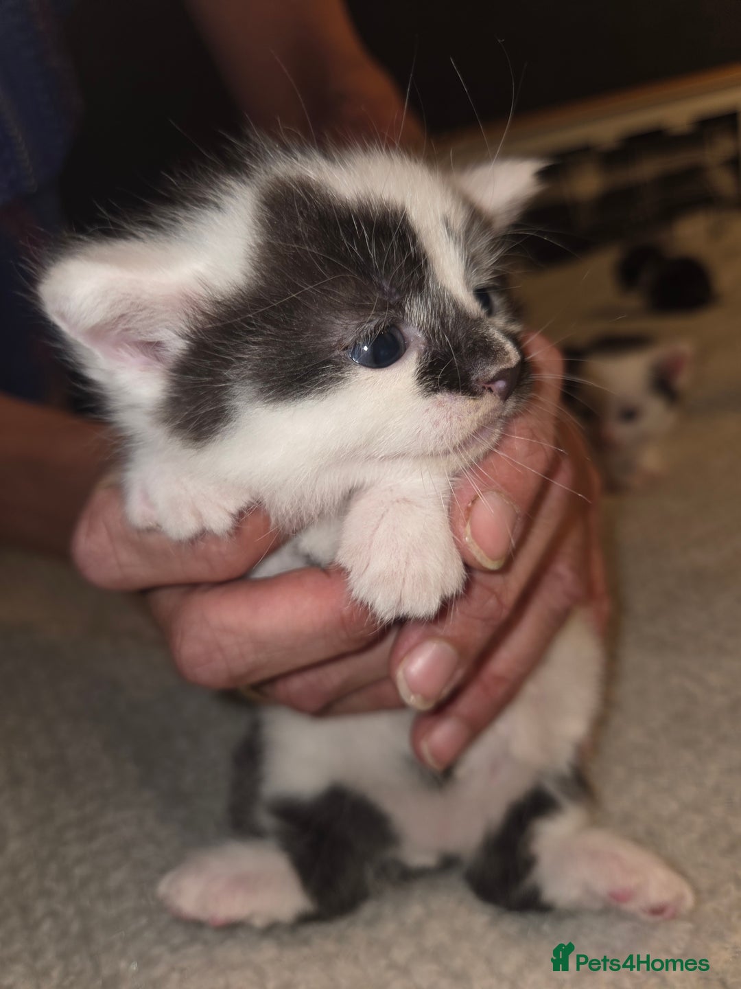 Domestic Shorthair cats for sale: Kittens for sale - Image 3