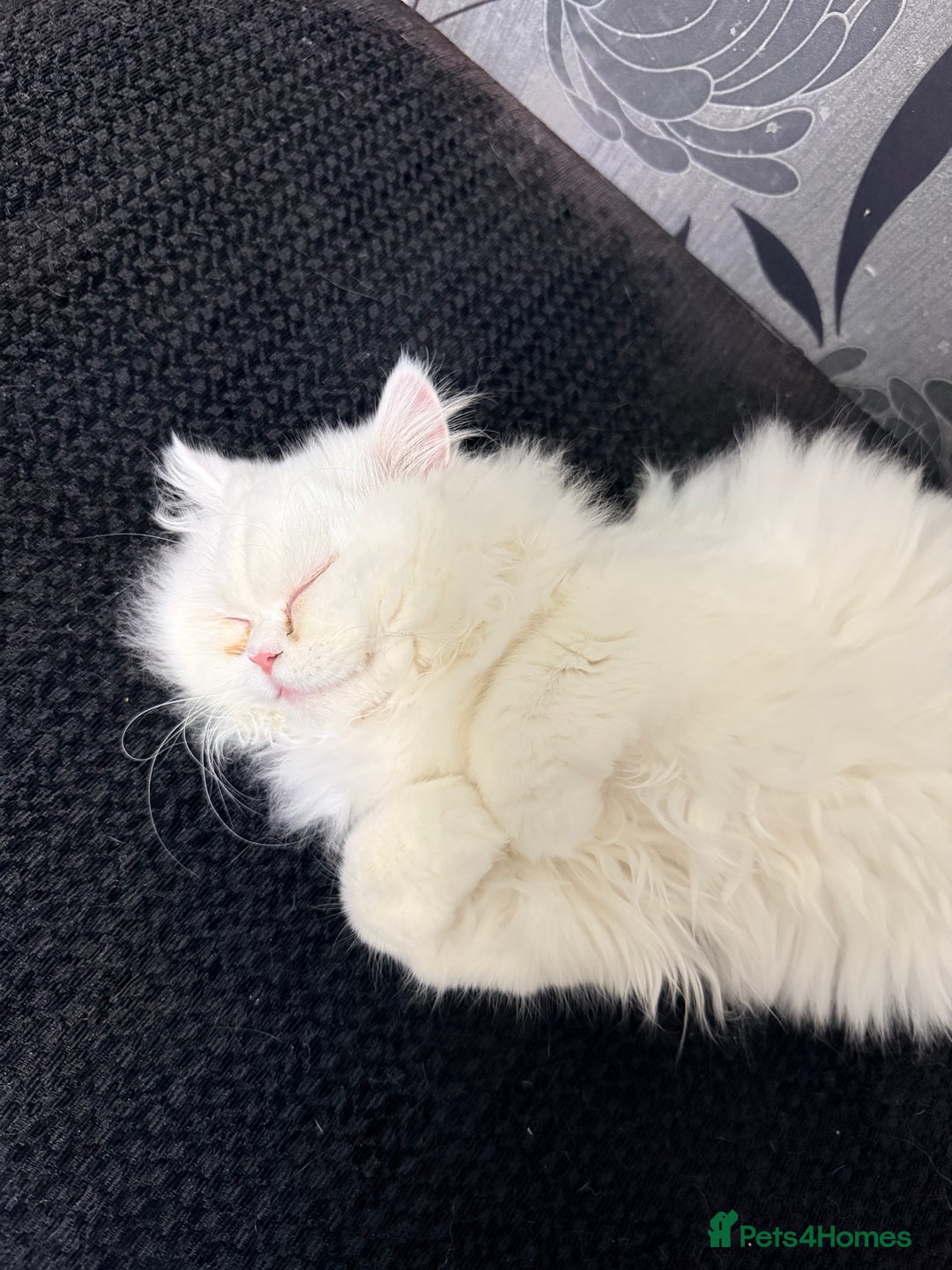 Persian cats for sale: Pure chinchilla kitten for sale  - Advert 3