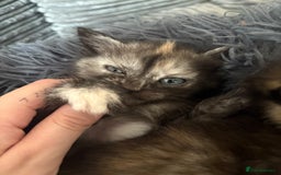 Mixed Breed cats for sale: (NEED HOMES) Beautiful kittens white/ginger - Image 9