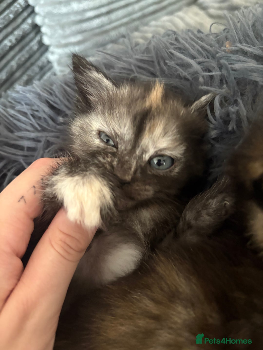 Mixed Breed cats for sale: (NEED HOMES) Beautiful kittens white/ginger - Image 9