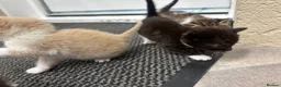 Mixed Breed cats for sale: Beautiful kittens  in Axbridge - Advert 7
