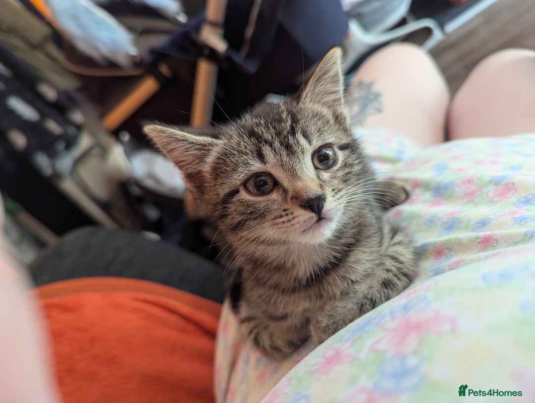 Mixed Breed cats for sale: Tabby girl kitten  - Image 1
