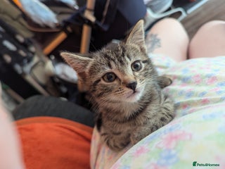 Mixed Breed cats for sale - Advert 1