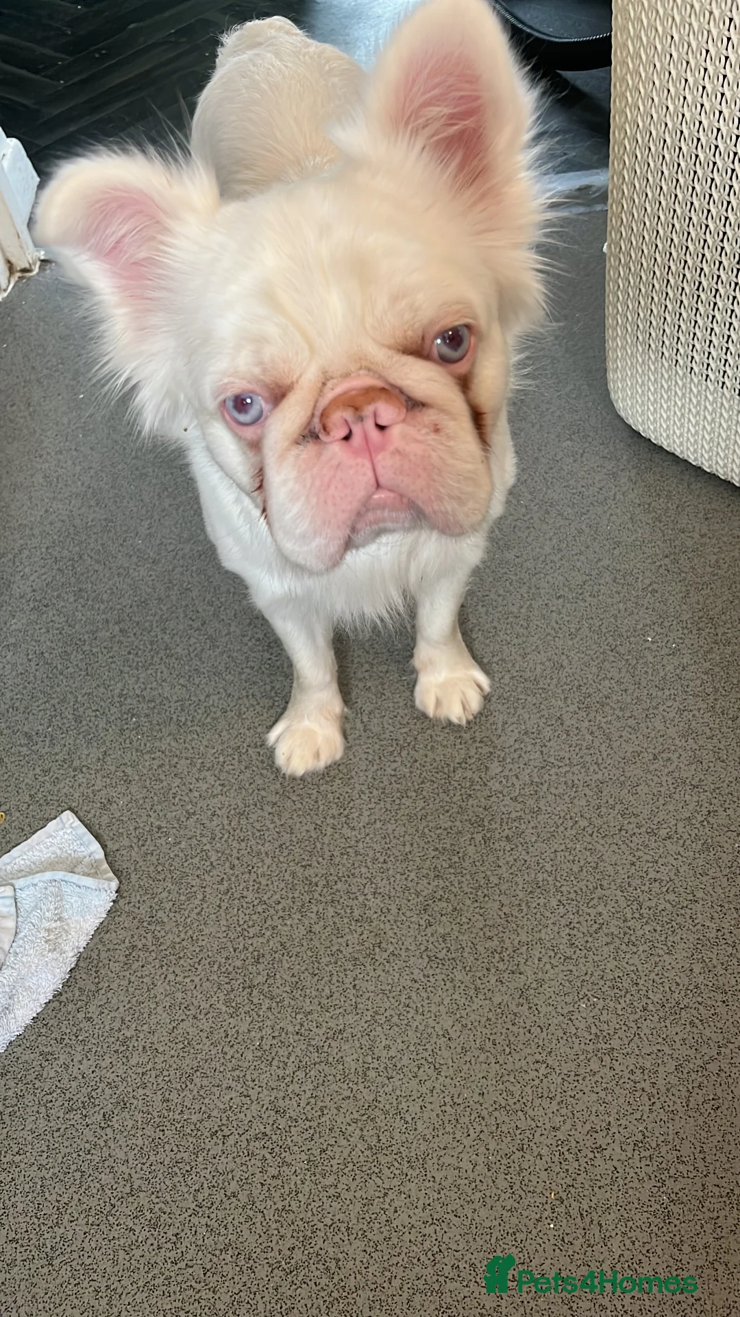 French Bulldog dogs for stud: Pink fluffy frenchie for stud  in Croydon - Advert 3