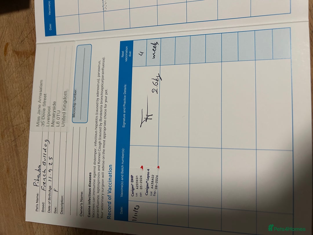 French Bulldog dogs for sale: 3 Extremely beautiful French bull terriers kc reg  - Advert 37