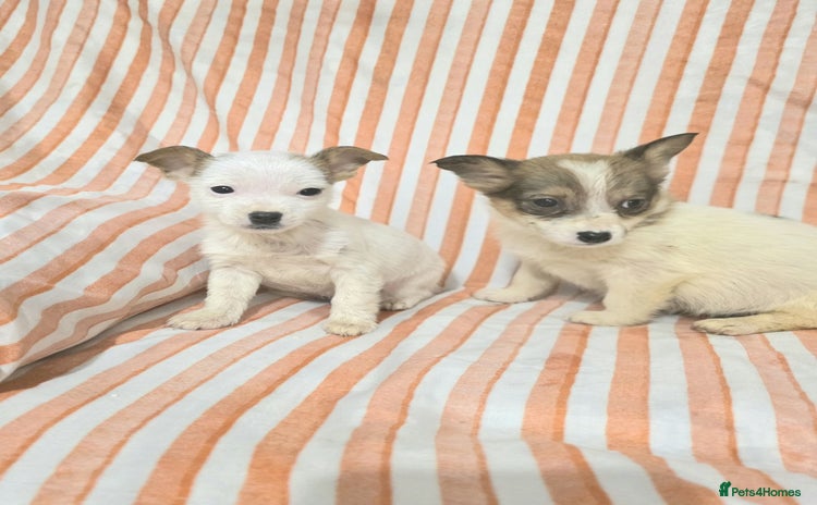 Jack Russell dogs Miniature jack Russell puppies  - Advert 5