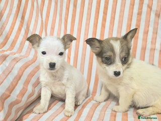 Jack Russell dogs for sale: Miniature jack Russell puppies - Advert 1